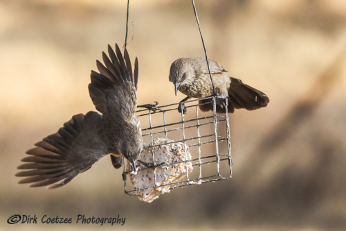 Arrow-Marked-Babbler1