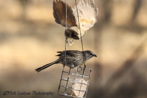 Arrow-Marked-Babbler4