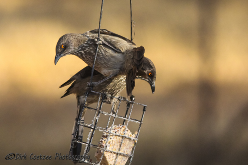 Arrow-Marked-Babbler5